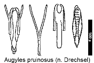augyles_pruinosus.gif