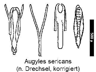 augyles_sericans.gif