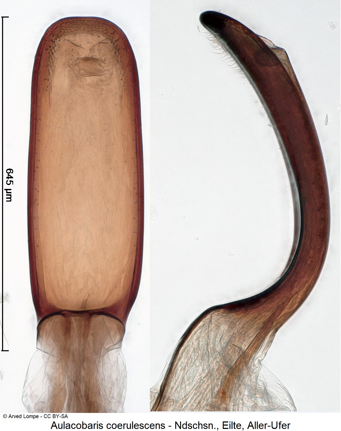 aulacobaris_coerulescens_ck37164246.jpg