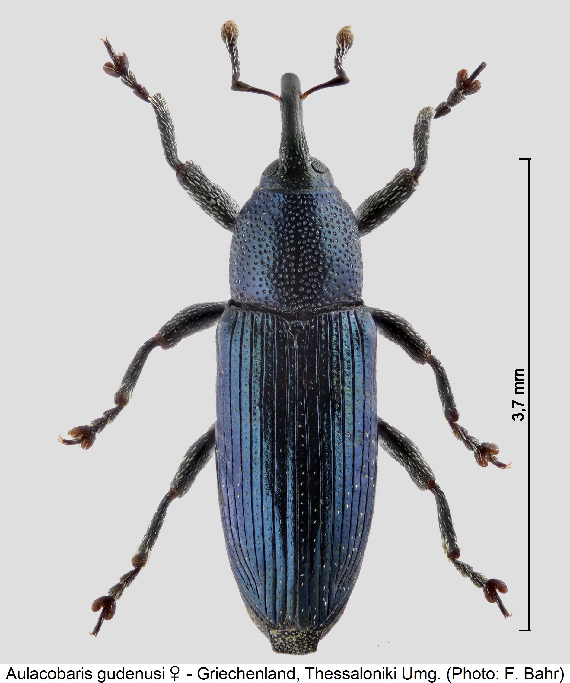 aulacobaris_gudenusi_hab.jpg