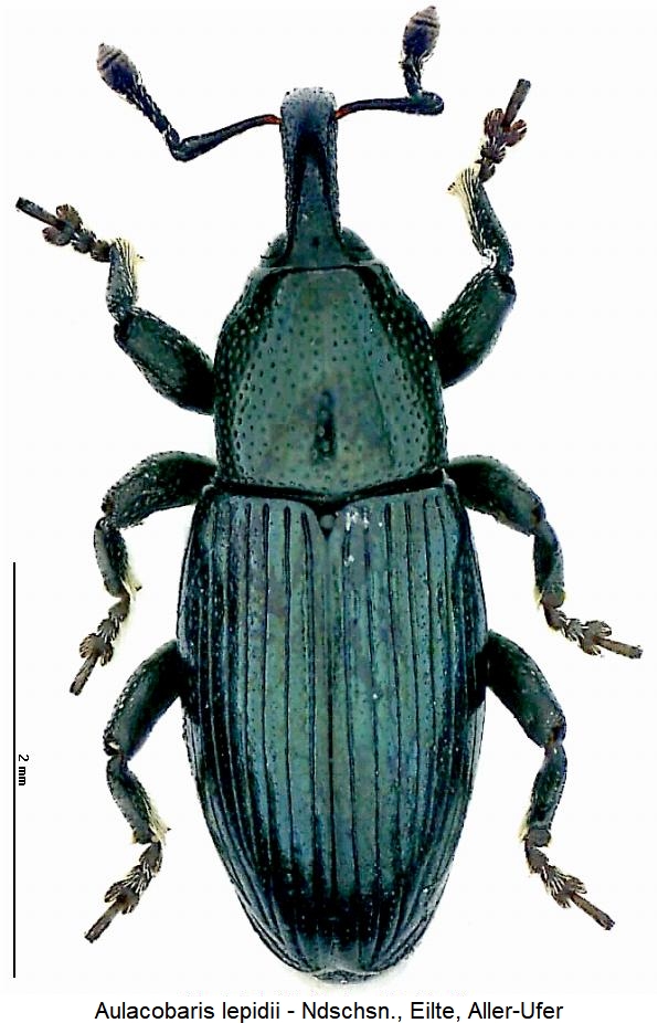 aulacobaris_lepidii_hab.jpg