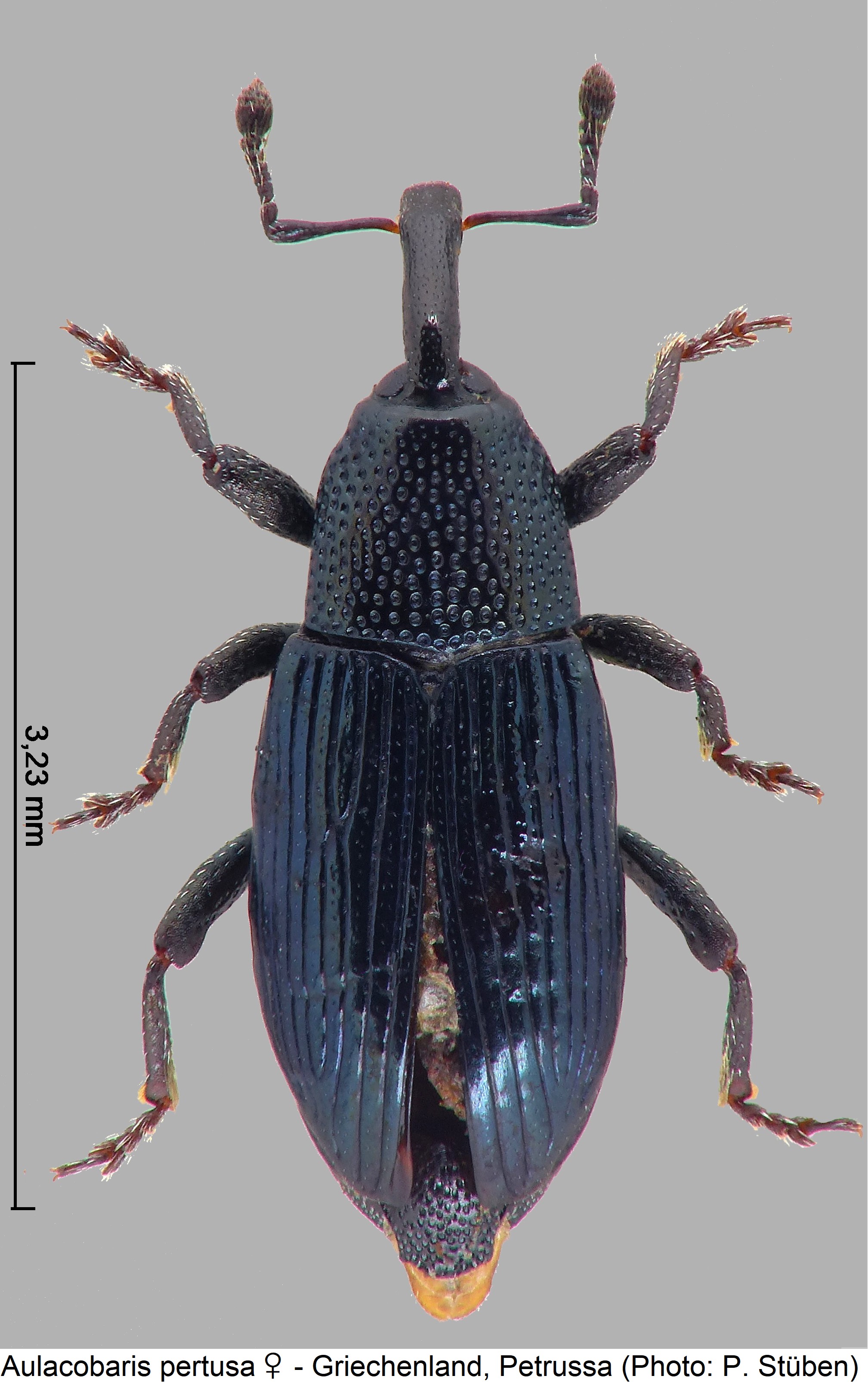 aulacobaris_pertusa_w_hab.jpg
