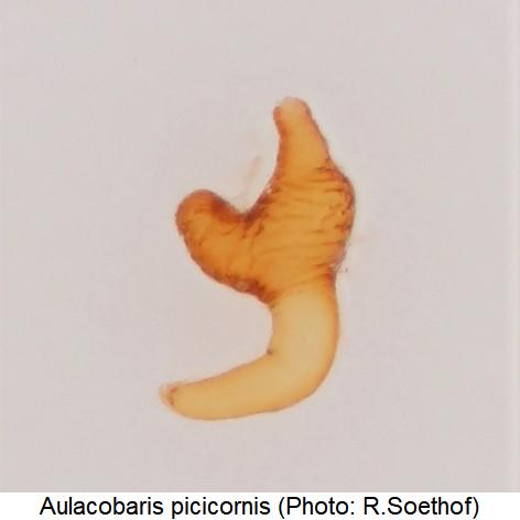 aulacobaris_picicornis_sperm.jpg