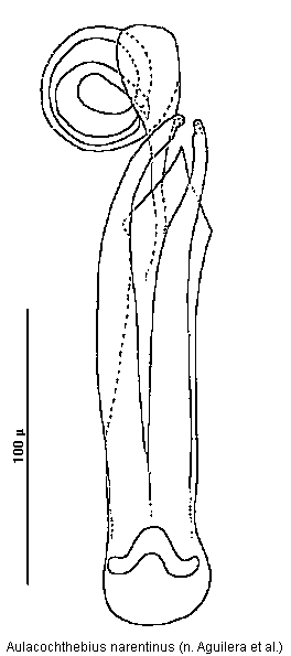 aulacochthebius_narentinus.gif