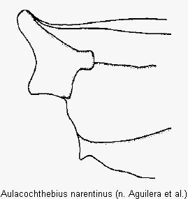 aulacochthebius_narentinus_hsch.gif