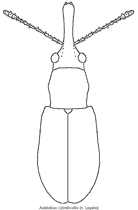 auletobius_cylindricollis_hab.gif