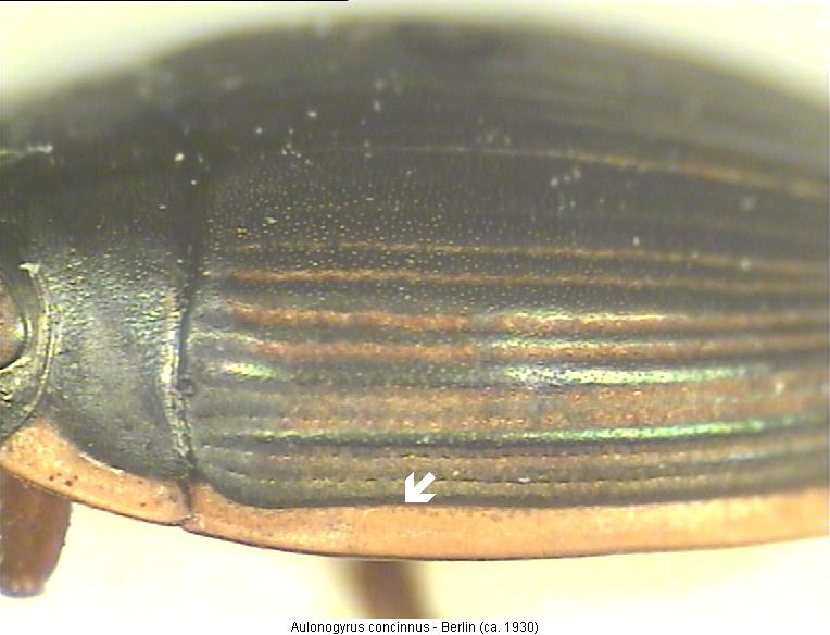aulonogyrus_concinnus_srd.jpg