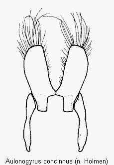 aulonogyrus_concinnus_vp.gif