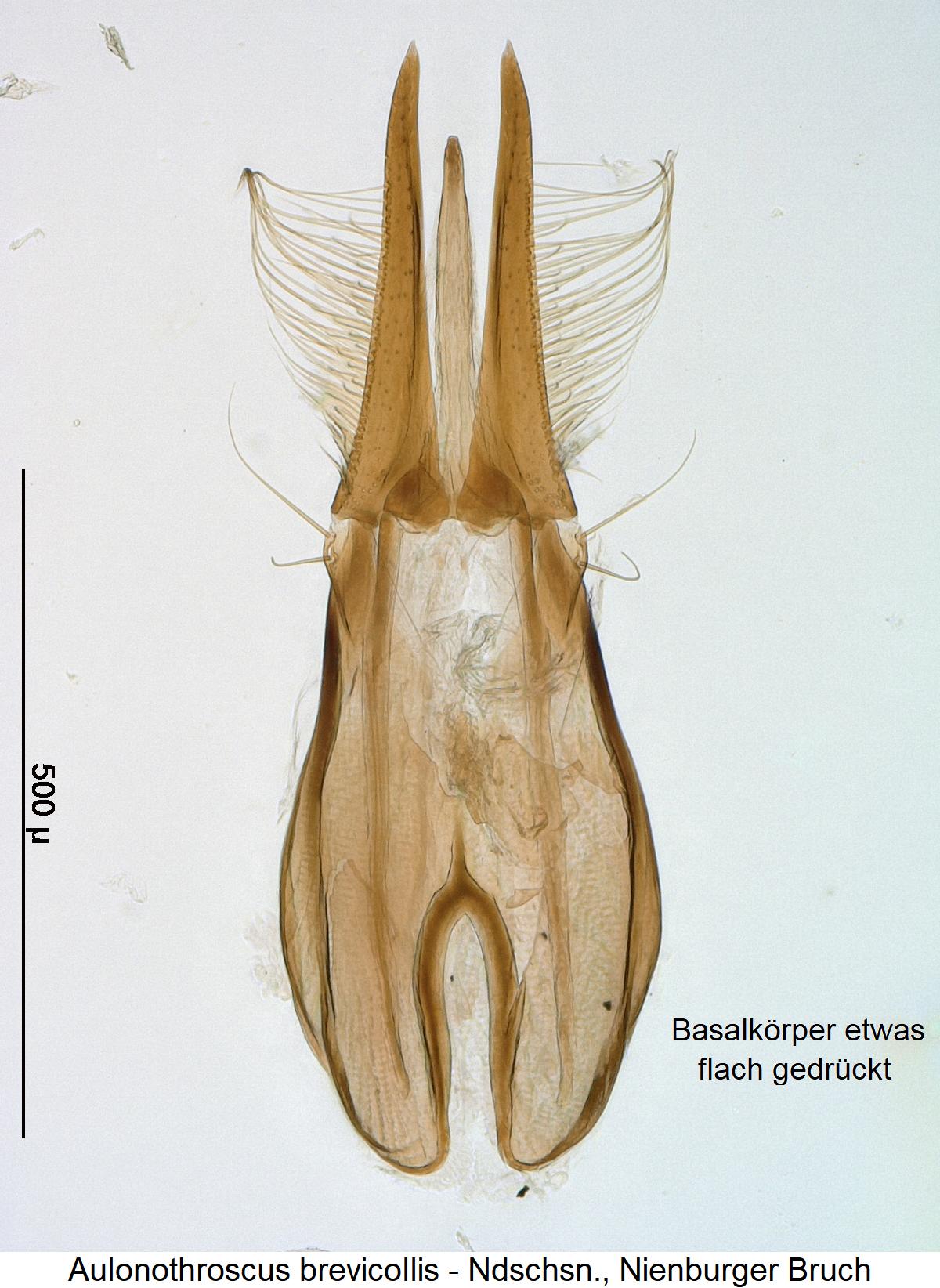 aulonothroscus_brevicollis1.jpg