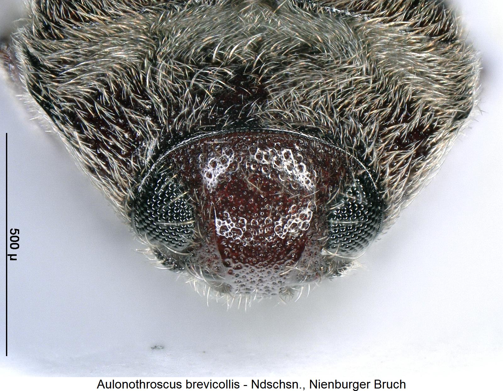 aulonothroscus_brevicollis_k1.jpg