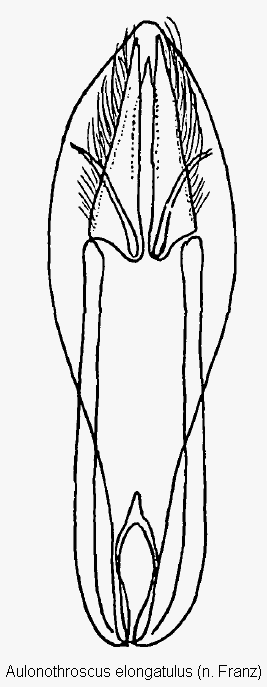 aulonothroscus_elongatulus.gif