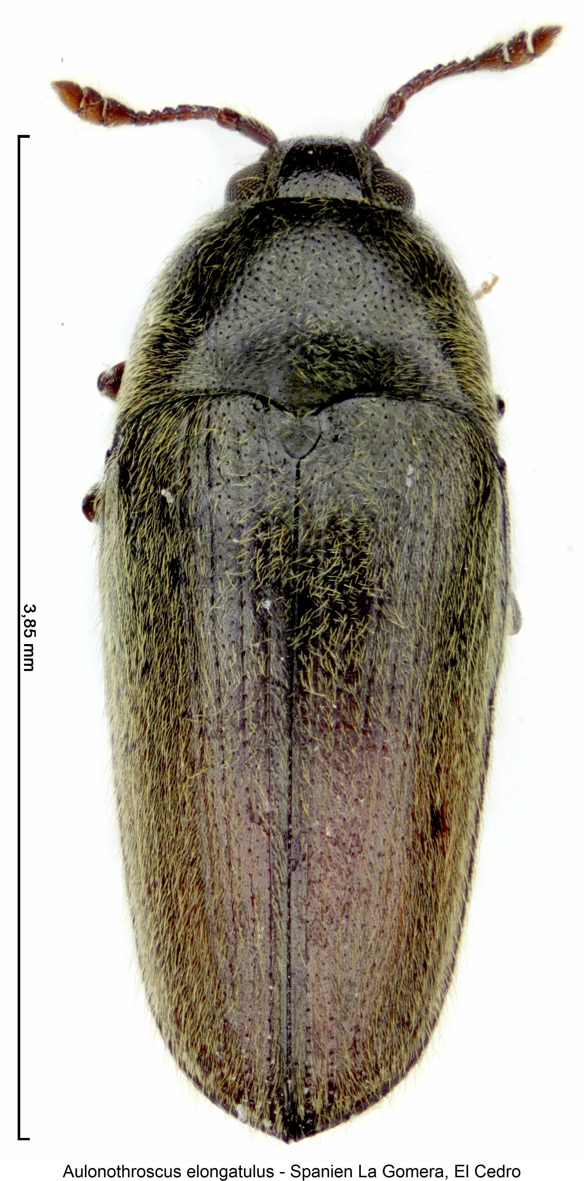 aulonothroscus_elongatulus_hab.jpg