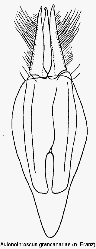 aulonothroscus_grancanariae.gif