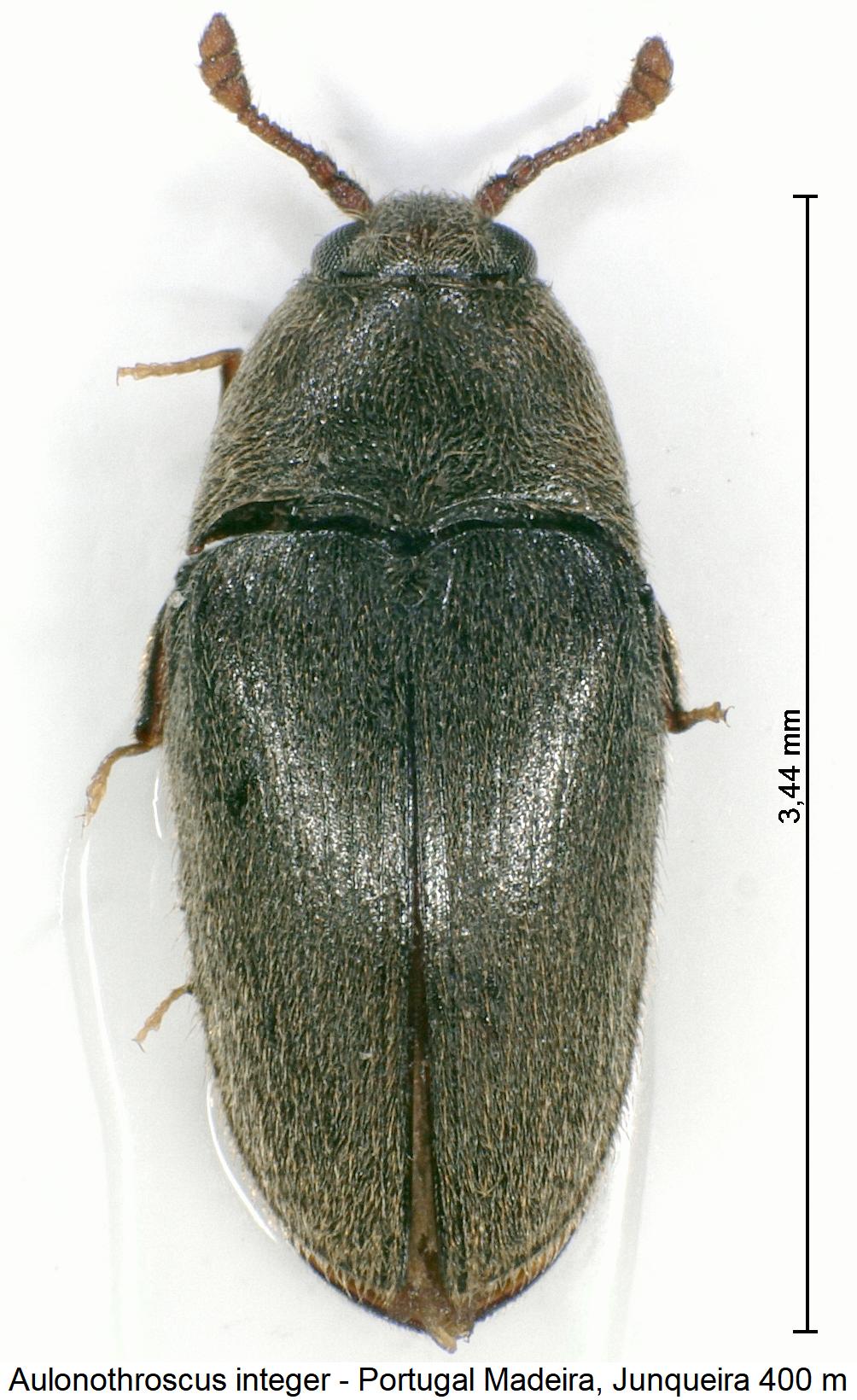 aulonothroscus_integer_hab.jpg