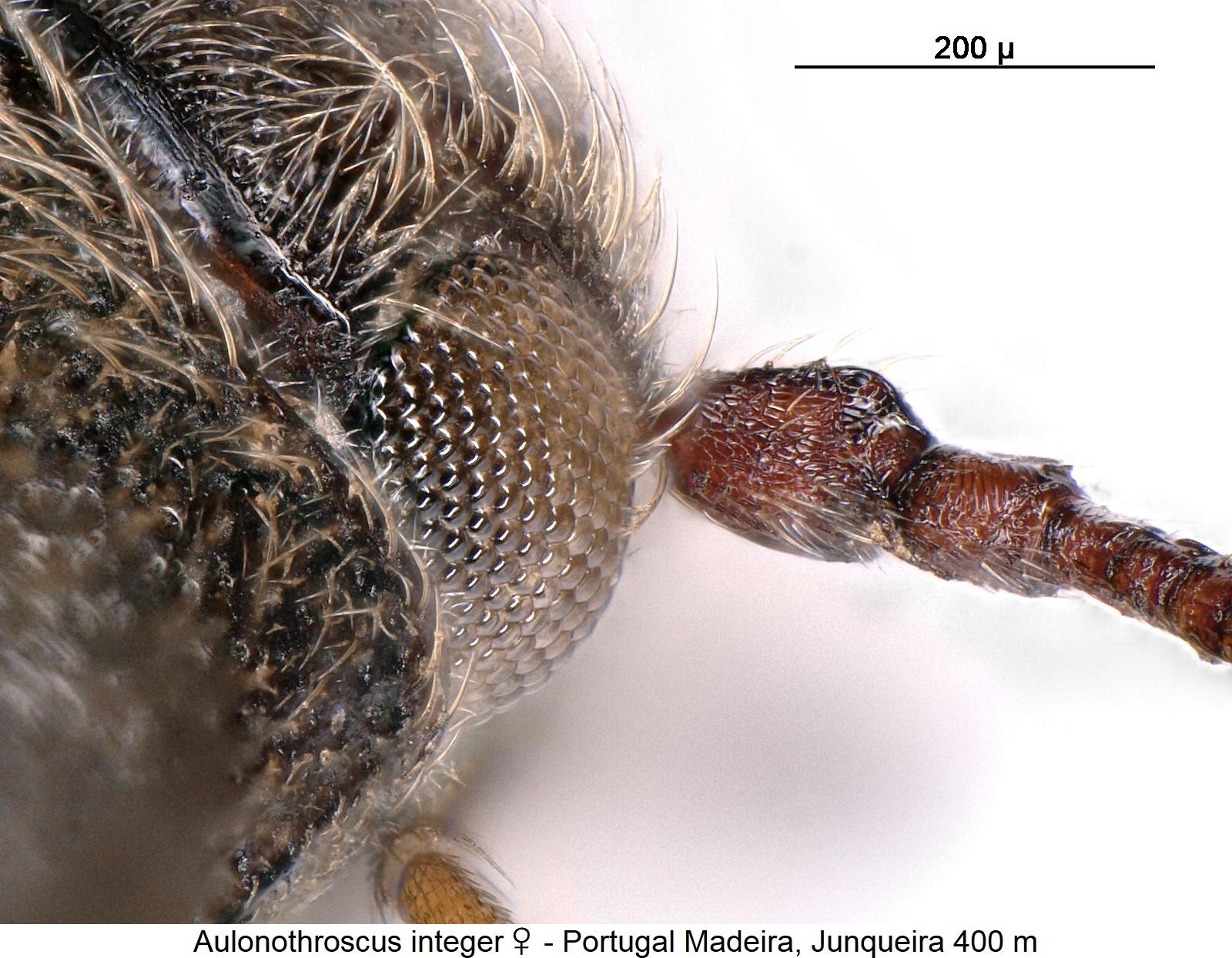 aulonothroscus_integer_w_f.jpg
