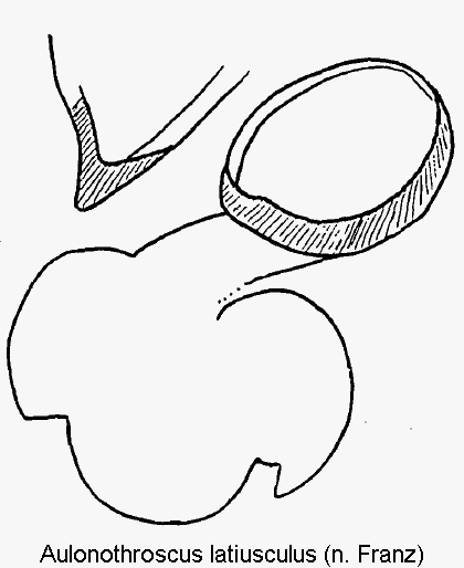 aulonothroscus_latiusculus_sperm.gif