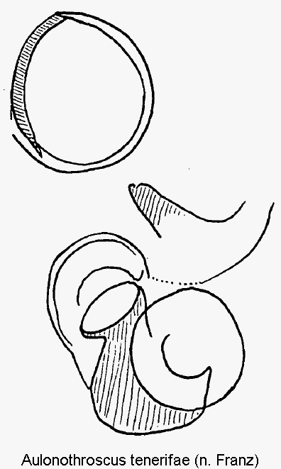 aulonothroscus_tenerifae_sperm.gif