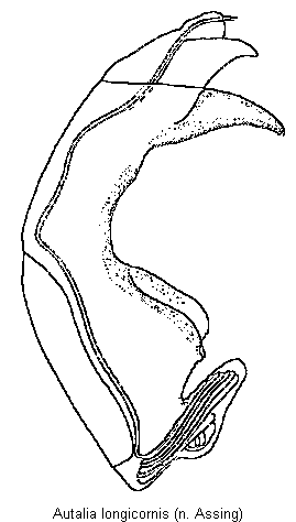 autalia_longicornis.gif