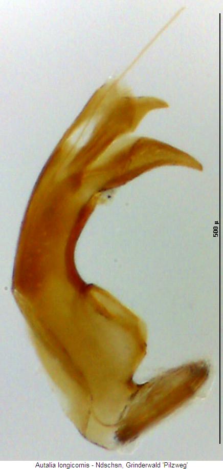 autalia_longicornis.jpg