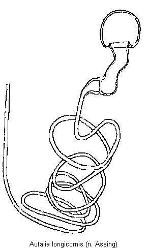 autalia_longicornis_sperm.gif
