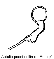 autalia_puncticollis_sperm.gif