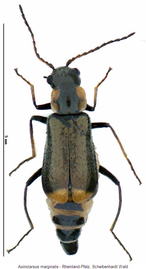 axinotarsus_marginalis_hab.jpg