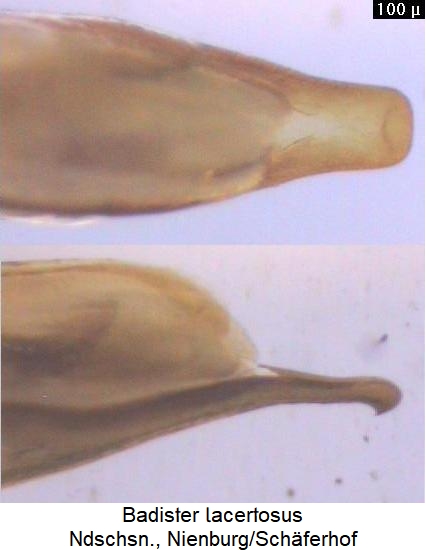 badister_lacertosus_aed.jpg