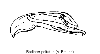 badister_peltatus.gif