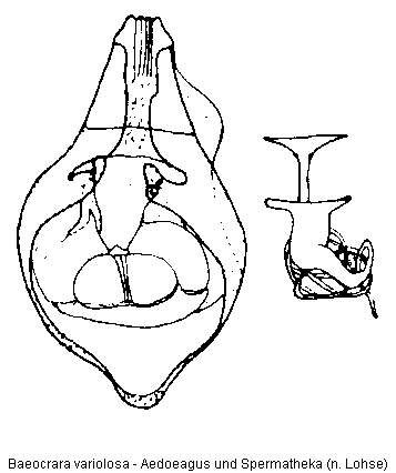 baeocrara_variolosa.gif