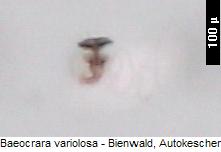 baeocrara_variolosa_sperm.jpg