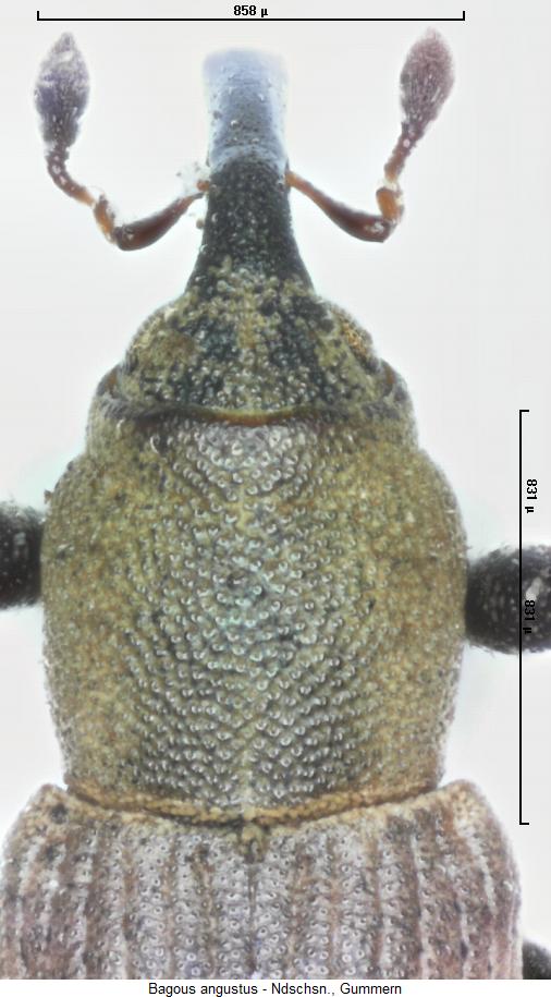 bagous_angustus_vk.jpg