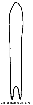 bagous_czwalinae.gif