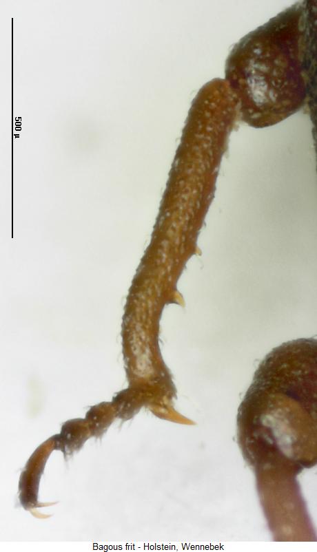 bagous_frit_mschn.jpg