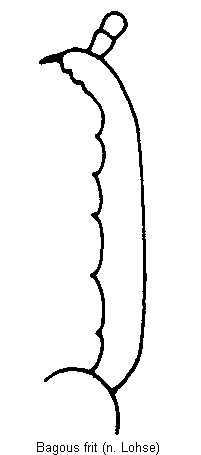 bagous_frit_vschn.gif