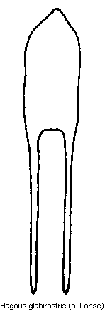 bagous_glabirostris.gif