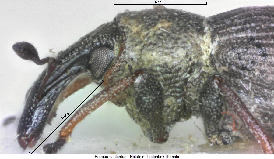 bagous_lutulentus_k.jpg