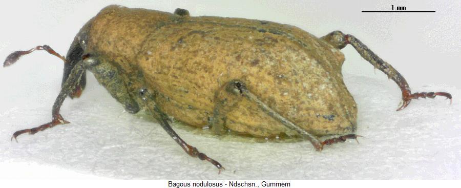 bagous_nodulosus_sa.jpg