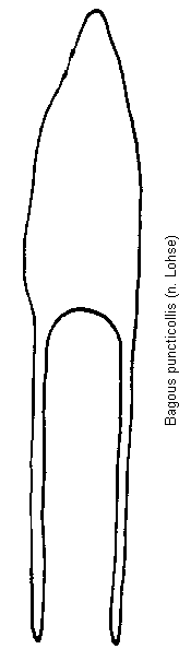 bagous_puncticollis.gif