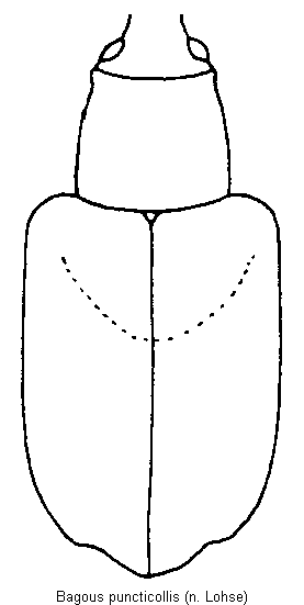 bagous_puncticollis_hab.gif