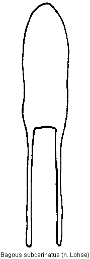 bagous_subcarinatus.gif