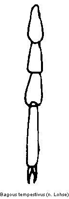 bagous_tempestivus_htr.gif