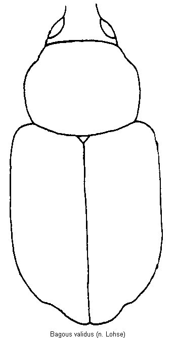 bagous_validus_hab.gif
