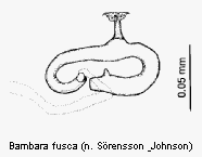 bambara_fusca_sperm.gif