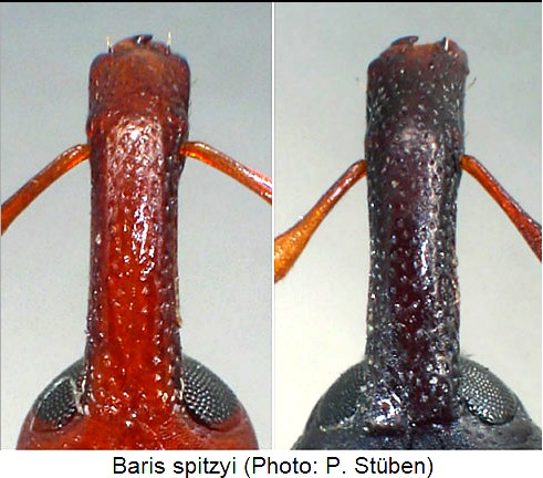 baris_spitzyi_k.jpg