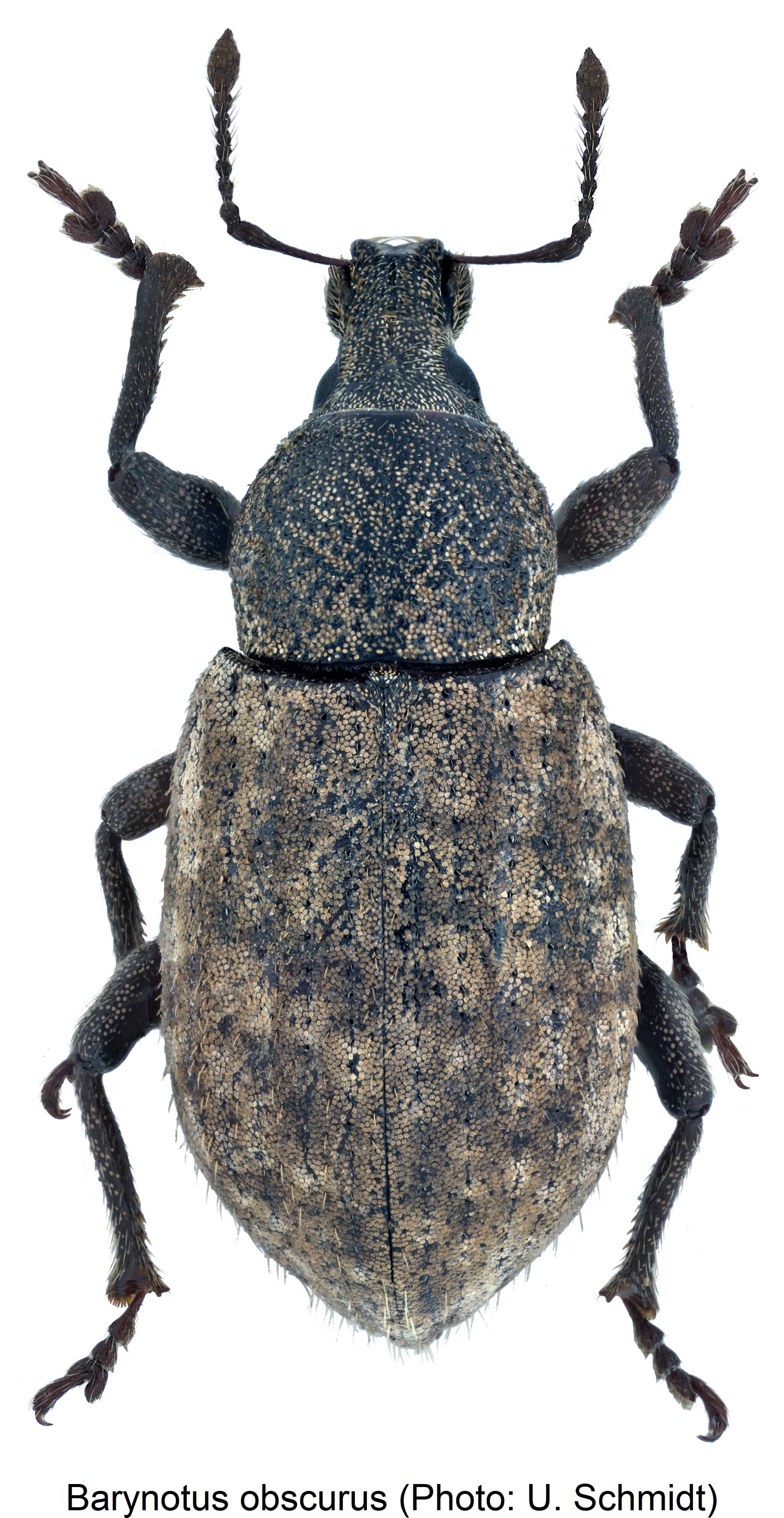 barynotus_obscurus_hab1.jpg