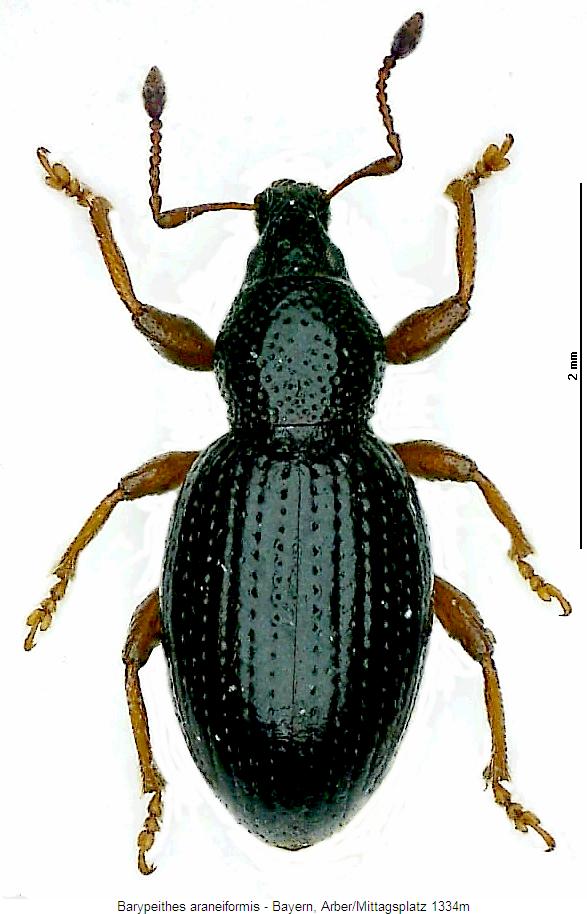 barypeithes_araneiformis_m_hab.jpg