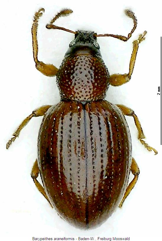 barypeithes_araneiformis_w_hab.jpg