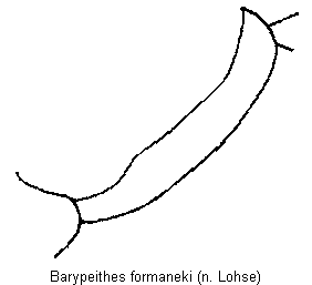 barypeithes_formaneki_vschn.gif
