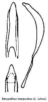 barypeithes_interpositus.gif
