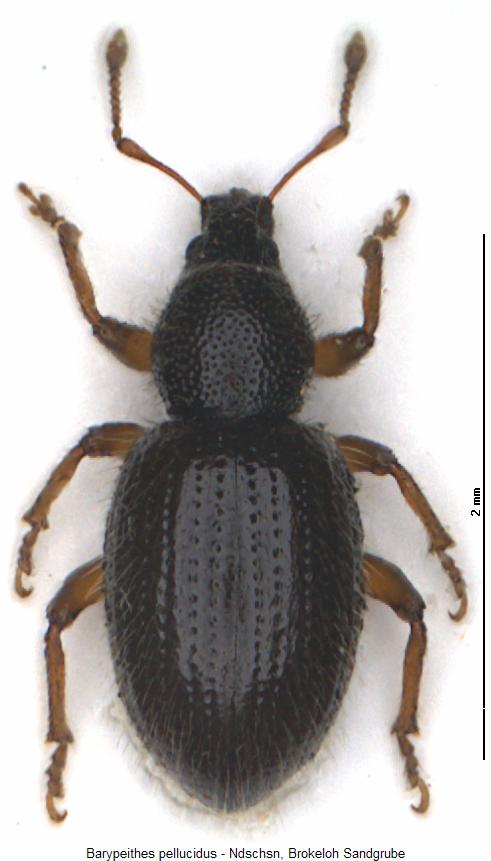 barypeithes_pellucidus_hab.jpg